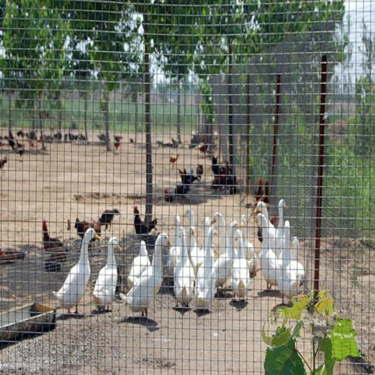 養(yǎng)殖鐵絲網(wǎng)護(hù)欄參數(shù)圖片4 養(yǎng)殖鐵絲網(wǎng)護(hù)欄參數(shù)圖片4