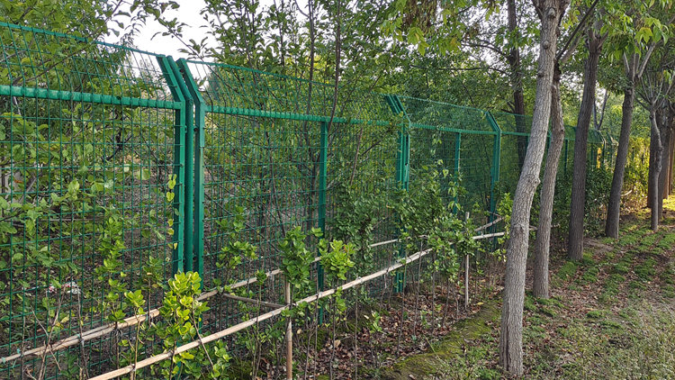 果園護欄網18631858321